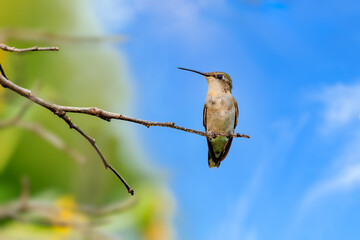 Female Black-chinned hummingbird (Archilochus alexandri) perched in a tree in Oklahoma City