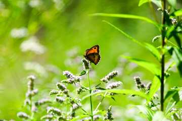 Motyl © Marcin