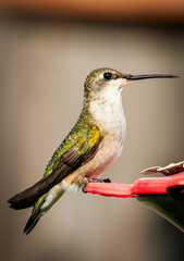 hummingbird on a feeder