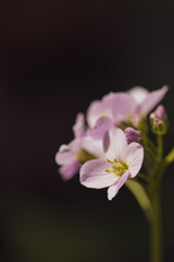 Fototapeta premium Beautiful pink flower