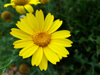 Fiore selvatico