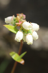 Blueberry buds of a plant