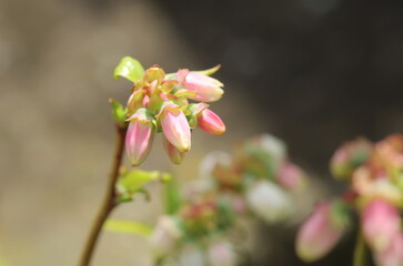 Blueberry buds of a plant