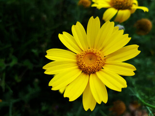 Fiore selvatico
