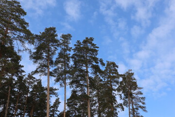 trees in the sky