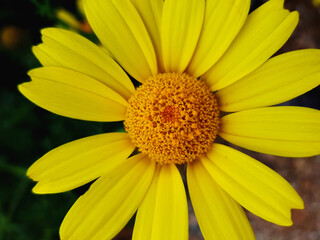 Fiore selvatico