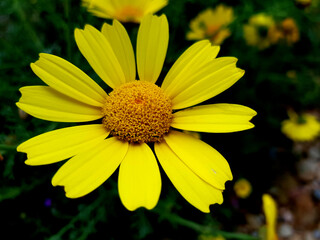 Fiore selvatico
