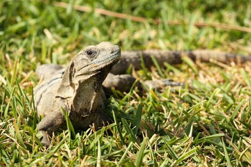 Black spiny-tailed iguana on green grass, Ctenosaura similis, Riviera Maya, Mexico