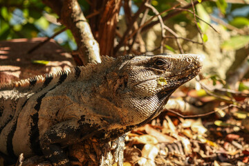 Portrait of a Black spiny-tailed iguana, Ctenosaura similis, Riviera Maya, Mexico