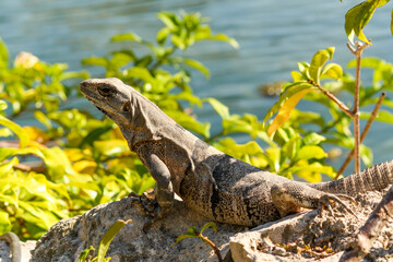 Black spiny-tailed iguana on a rock, Ctenosaura similis, Riviera Maya, Mexico