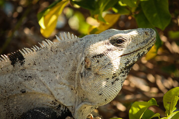 Obraz premium Portrait of a Black spiny-tailed iguana, Ctenosaura similis, Riviera Maya, Mexico