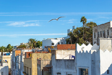 A seagull soars in the blue sky over the medina of Tangier, Morocco