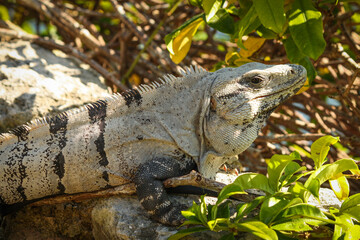 Portrait of a Black spiny-tailed iguana, Ctenosaura similis, Riviera Maya, Mexico