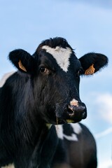 portrait of holstein cow in pasture