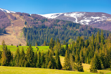 mountainous countryside in spring. rural fields and pastures in green grass. spruce forest on the rolling hills. distant alpine meadows of borzhava ridge in snow. sunny day in carpathians, ukraine