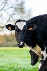 portrait of holstein cow in pasture