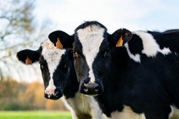 portrait of holstein cow in pasture