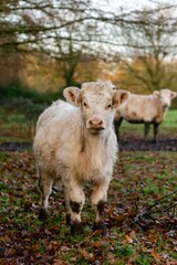 portrait of charolais veal in pasture
