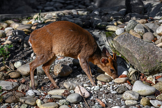 Munjak also known as barking deer. Latin deer - Muntiacus muntjak	