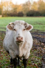 portrait of charolais cow in pasture