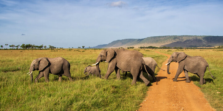 elephant family on the savannah of the Masai Mara National Reserve in Kenya