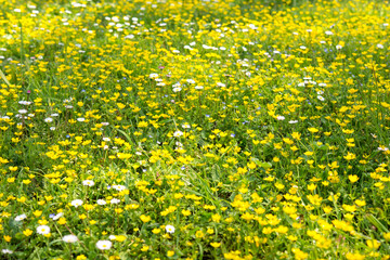 field of yellow wild flowers
