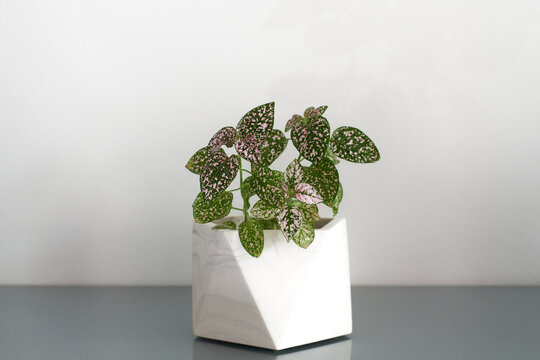 Polka dot, also know as hypoestes phyllostachya has green leafs with a little bit of pink. This lovely houseplant sits in a whit pot and has a white background.