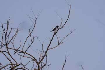 birds in tree, ducks in water