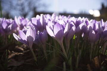 many bright purple crocuses bloomed in the spring on a flower bed in the park