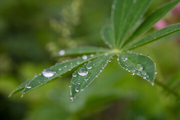 Spring morning after rain. Drops on the leaves.
