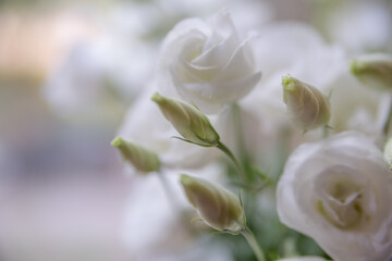 Delicate white buds. White flowers.