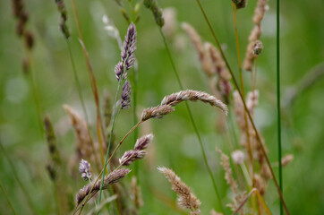 grass in the wind