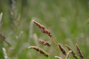 close up of grass