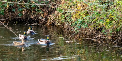 mallard duck family on the river