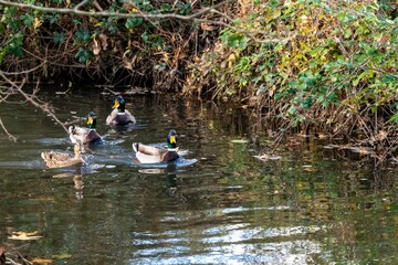 mallard duck family on the river