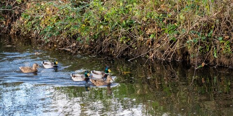 mallard duck family on the river