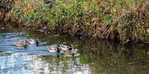 mallard duck family on the river
