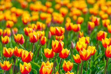 Colorful tulips in an agricultural field in sunlight below a blue cloudy sky in spring, Almere, Flevoland, The Netherlands, April 24, 2021