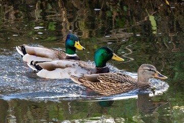 mallard duck family on the river