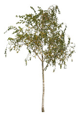 Betula, autumnal tree also called birch isolate on white background