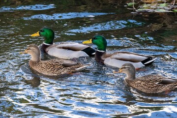 mallard duck family on the river