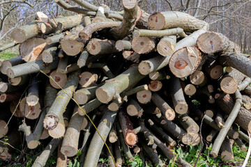 Big stack of sawn small trees in spring with moss and grass. Trees has no leaves