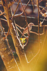 ein Fink Weibchen auf winterlichen Ästen im Sonnenlicht