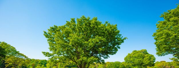  Fresh green trees and blue sky