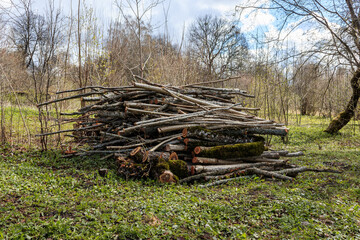 Fototapeta na wymiar Big stack of sawn small trees in spring
