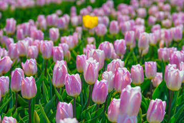 Colorful tulips in an agricultural field in sunlight below a blue cloudy sky in spring, Almere, Flevoland, The Netherlands, April 24, 2021