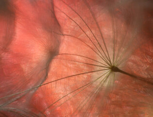 Dandelion seeds on bright red background, close-up