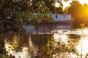 Morning Cygnets on the River