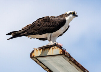Osprey enjoying its view!