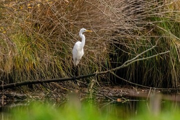 great egret on the river